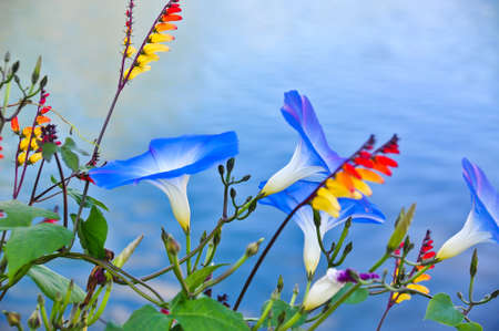 Beautiful Flowerの写真素材