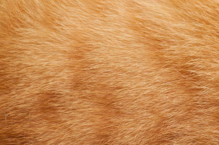 Pet fur backgroundの写真素材