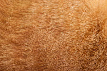 Pet fur background