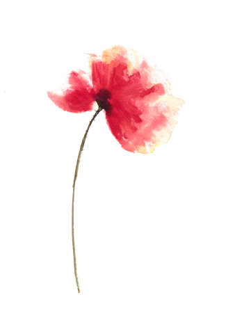 Red poppyの写真素材