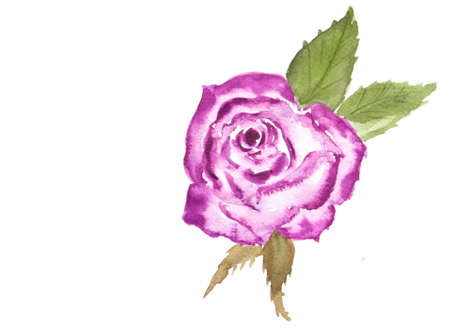 Purple roseの写真素材