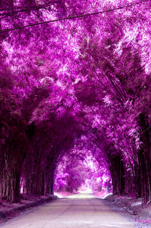 Local road with bamboo made with color filterの写真素材