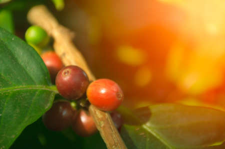 Coffee beans in framの写真素材