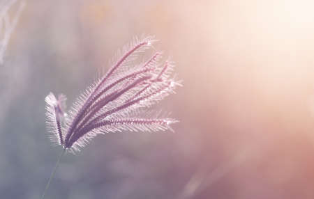 Close up grass flower with sun set lightの写真素材