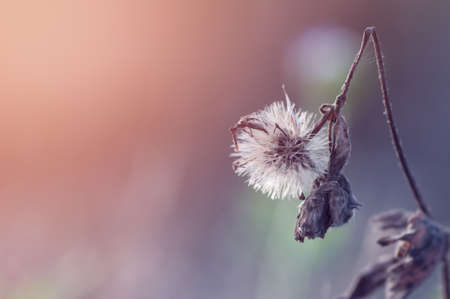 Meadow flower with sun set lightの写真素材