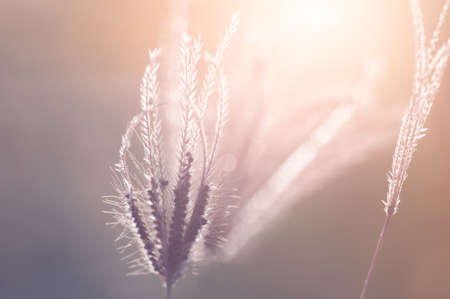 Close up grass flower with sun set lightの写真素材