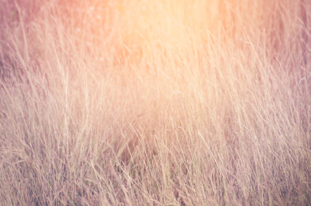Grass field with vintage tone