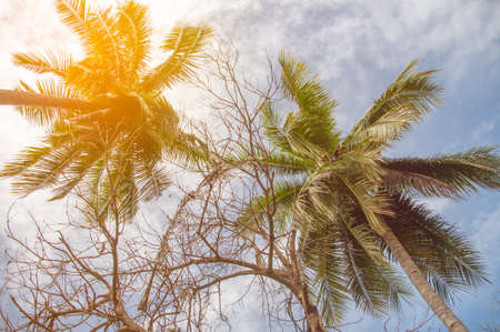 Coconut palm  trees in vintage toneの写真素材