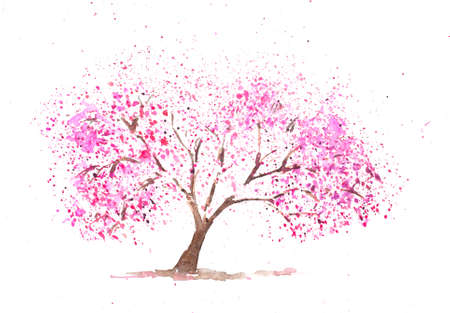 Pink cherry tree on white ,watercolor paintingの写真素材