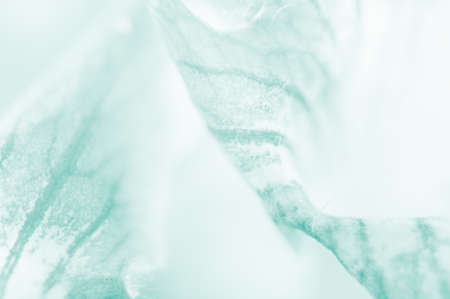 Sweet flower close up can be used for background, unfocusedの写真素材