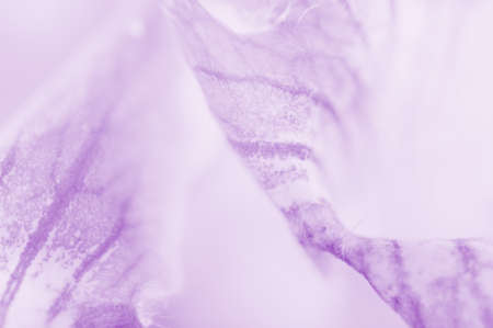 Sweet flower close up can be used for background, unfocusedの写真素材