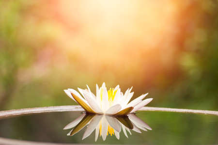 White waterlily and reflection in water with morning lightの写真素材