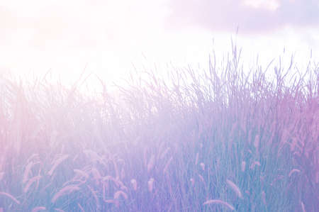 Grasses background textureの写真素材