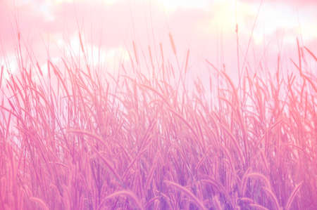 Grasses background textureの写真素材