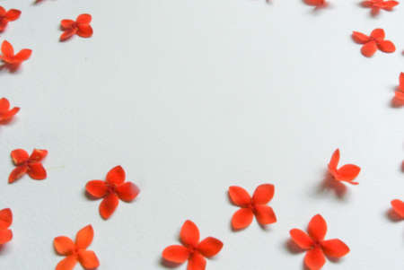 Flowers background, Flat layの写真素材