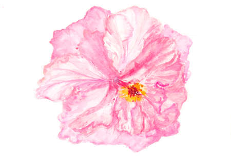Pink hibiscus flower on white, floral art, watercolor painting, home decorateの写真素材