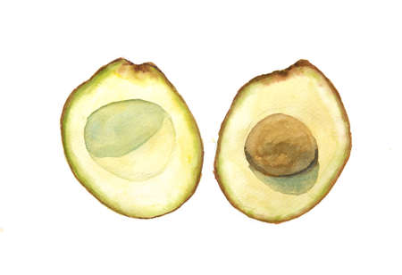 Avocado on white, watercolor painting, fruit art, kitchen decorateの写真素材