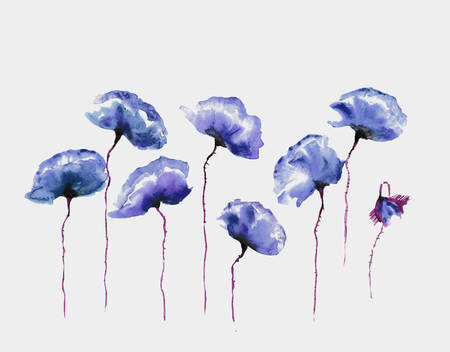 Poppy flower on white background, watercolor illustrator, hand paintedの写真素材