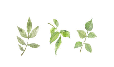 Set of watercolor rose leaves on white background, watercolor illustrator, hand painted, leaf artの写真素材