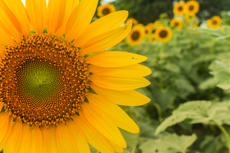 Many sunflower in the farm on  backgroundの写真素材