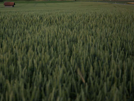 Blowing Grain Fields With Small Houseの写真素材
