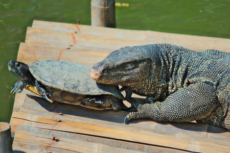 A water monitor try to persecute a turtle on a small canel in Dusit zoo of Thailand の写真素材