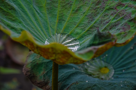 Lotus leafの写真素材