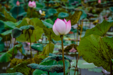 Pink Lotusの写真素材