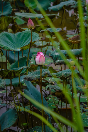 Pink Lotusの写真素材