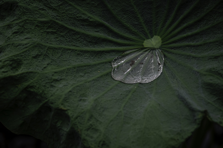 Water drop on lotus leafの写真素材