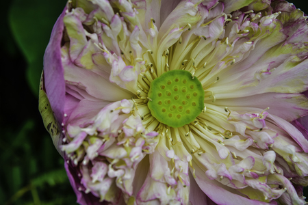 Pink Lotusの写真素材