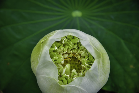 White Lotuseの写真素材