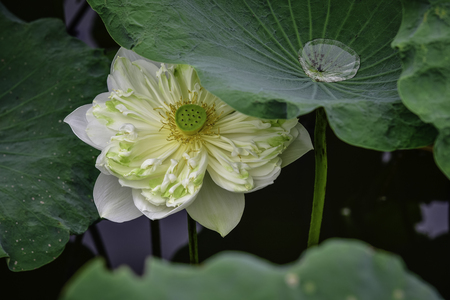 White Lotusの写真素材