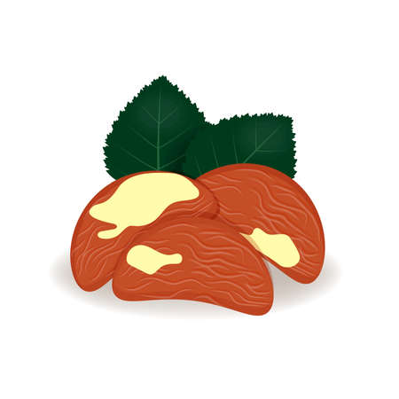 Brazil nuts in cartoon style, vector, realistic isolated nuts for your product, fresh whole, leaves and nuts on a white backgroundのイラスト素材