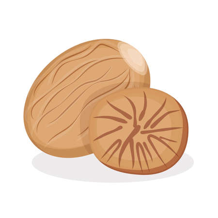 Nutmeg spice isolated on white background,flat illustration ,packaging design,vectorのイラスト素材