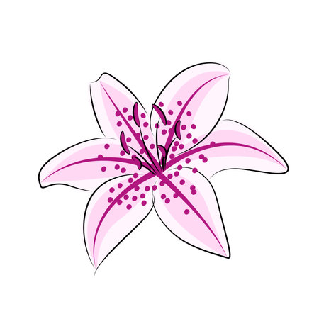 Lily of the garden hand-drawn flower, textile print, card packaging, vector illustrationのイラスト素材