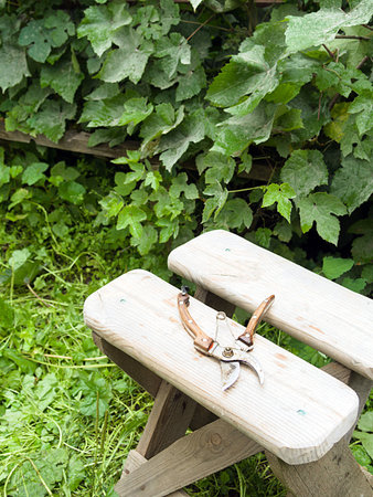 Care of the vineyard. Circumcision of processes. Scissors.