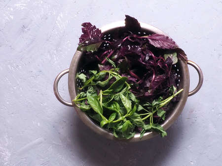 Fresh green Basil leaves in a colander close-upの写真素材