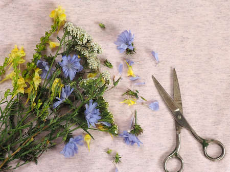 Fresh collection of green herbs, with scissors on pink fabricの写真素材