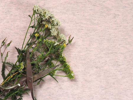 Fresh collection of green herbs, with scissors on pink fabric