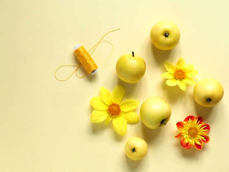 Yellow apples, yellow flowers and yellow threads on a yellow background.の写真素材
