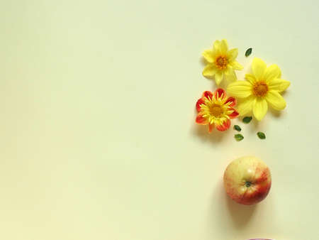 Yellow apples, yellow flowers on a yellow background.の写真素材