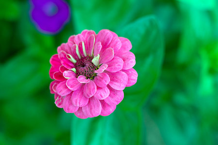 Flower close-up in the garden.
