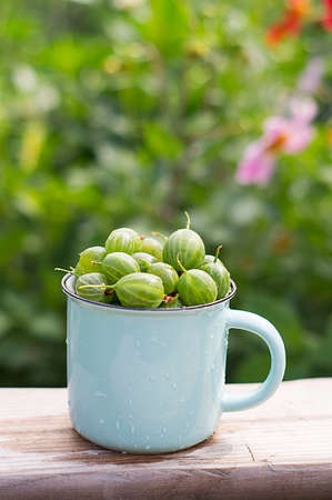 Gooseberries green juicy in a glass on a chair on the background of a summer garden. Summer. Healthy lifestyle and nutrition concept.の写真素材