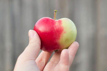 Healthy eating concept. A hand holding a red Apple on a natural green background.の写真素材