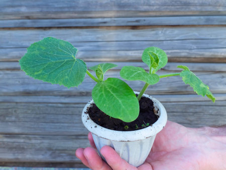 Cucumber seedlings in a pot on a wooden backgroundの写真素材