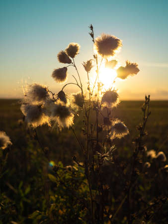 Beautiful scene with wild grass at sunset.の写真素材