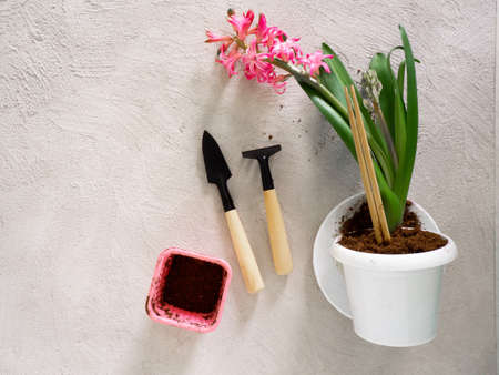 Home gardening moving Home Plant, hyacinthの写真素材