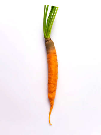 Single carrot on a white backgroundの写真素材