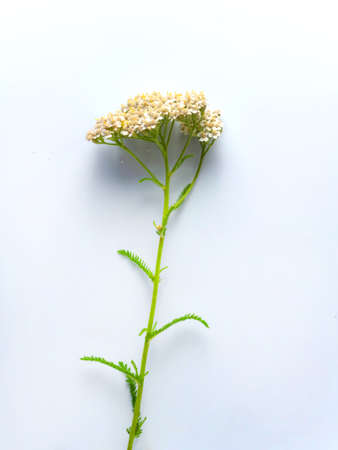 Common yarrow Achillea millefolium white flowers close-up on a white background. Medicinal herb of wild yarrow.の写真素材